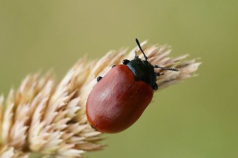 Chrysomela populi (Linnaeus, 1758) 10mm long, lost on an ear of grass not so far from Poplar trees Chrysomela populi,Chrysomelidae,France,Geotagged,Spring