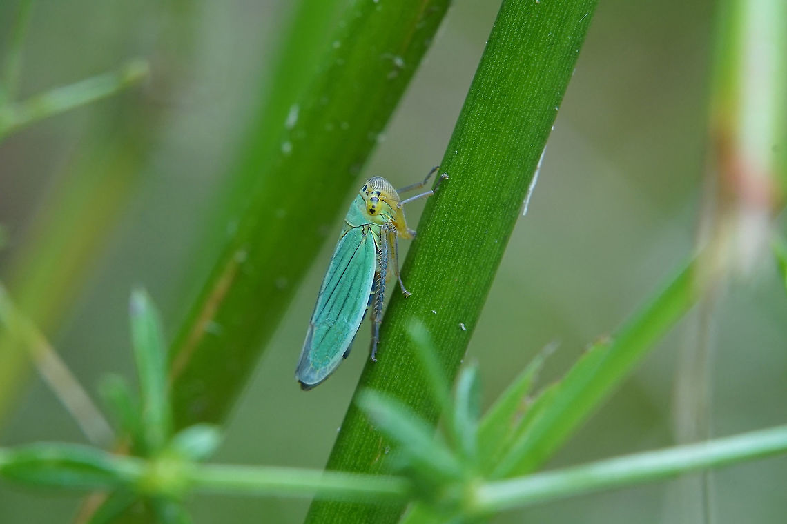 Cicadella viridis (Linnaeus, 1758) 10mm long, close to a spring, quite shy not easy to shoot! Cicadella viridis,France,Geotagged,Summer,homoptera