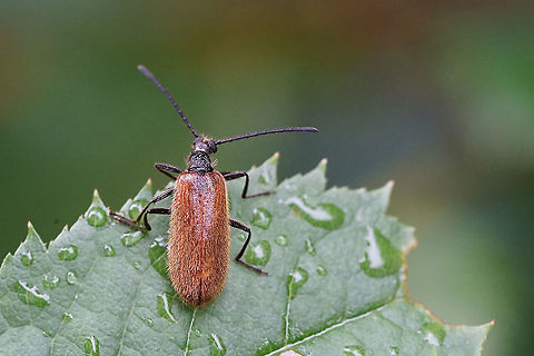 Lagria hirta (Linnaeus, 1758) 8mm long, waiting for the sun to make the morning dew disappear (male) Coleoptera,France,Geotagged,Lagria hirta,Summer