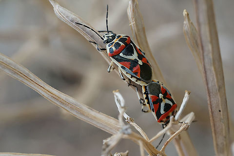 Eurydema ornata (Linnaeus, 1758) 9mm long, on dried wallflower Eurydema ornata,France,Geotagged,Summer,heteroptera