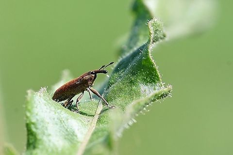 Lixus punctiventris (Boheman, 1835) 9mm long, taking morning sun bath France,Geotagged,Lixinae,Lixus punctiventris,Summer