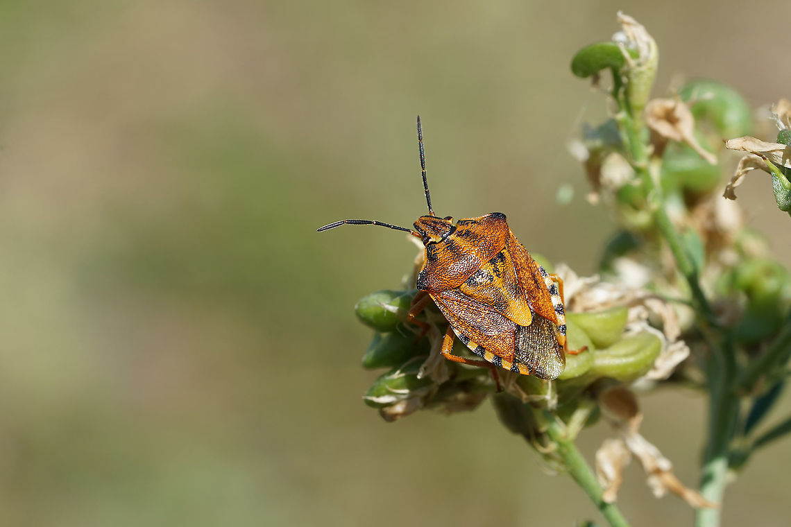 Carpocoris purpureipennis (De Geer, 1773) 11mm long, the colors of this species are quite variable Carpocoris purpureipennis,France,Geotagged,Summer,heteroptera