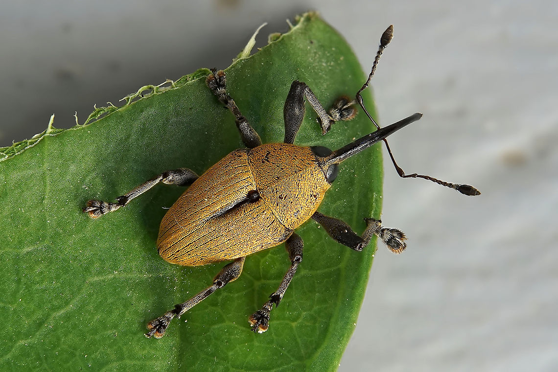 Curculionini tribe Body length without rostrum: 4.5 mm<br />
Similar photos found on internet are identified as genus Curculio Curculionini,Geotagged,Philippines,Winter