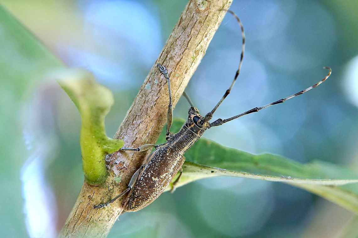 Gnoma luzonica, Erichson, 1834 Body length : 20 mm Geotagged,Gnoma luzonica,Gnomini,Philippines,Winter,cerambycidae,gnoma luzonica