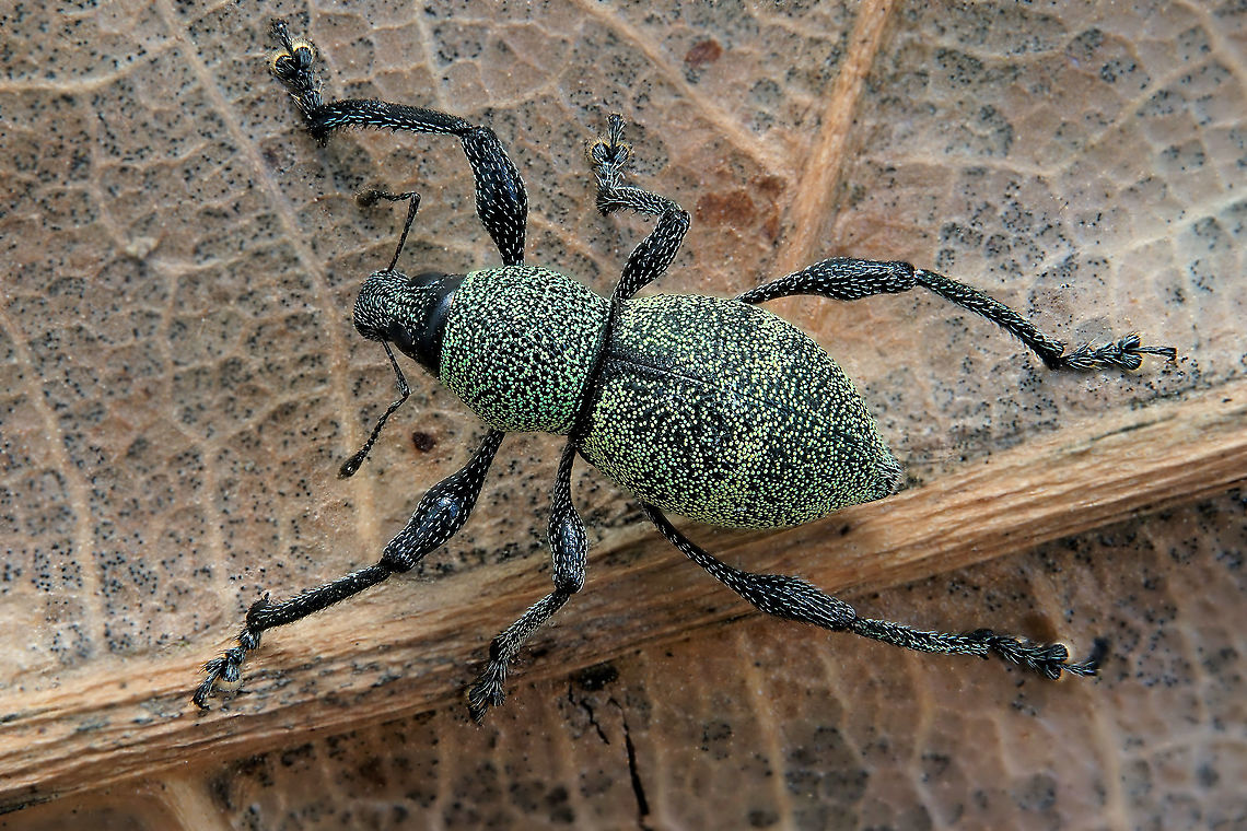 Metapocyrtus (Trachycyrtus) smaragdinus Schultze, 1925 Body 7.5 mm with flashy green dots and green hairs.<br />
The species has been identified by Maurizio Bollino, a leading specialist in this kind of insect Curculionidae,Entiminae,Geotagged,Metapocyrtus smaragdinus,Pachyrhynchini,Philippines,Winter