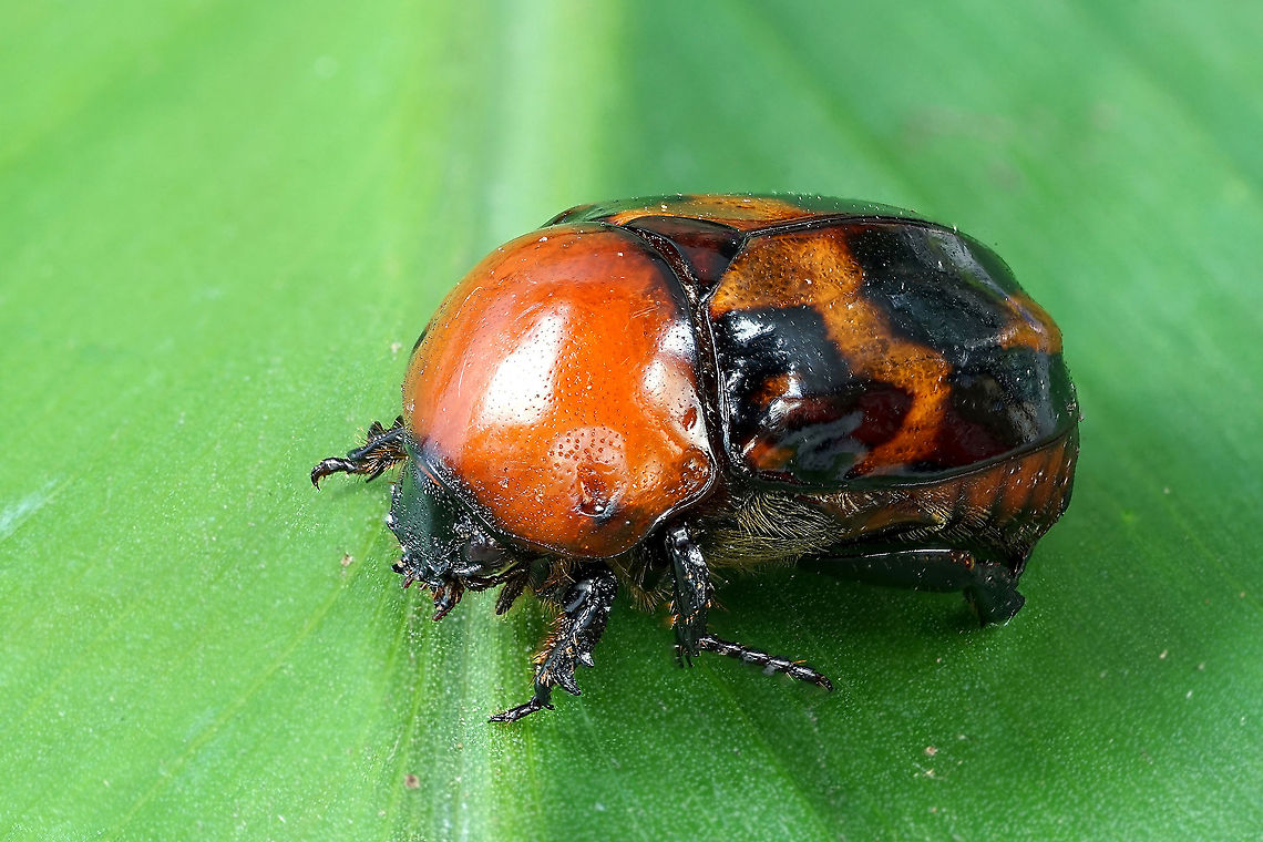 Parastasia canaliculata Westwood, 1841 Shiny Rutelinae, 18mm long  Geotagged,Parastasia canaliculata,Philippines,Rutelinae,Winter