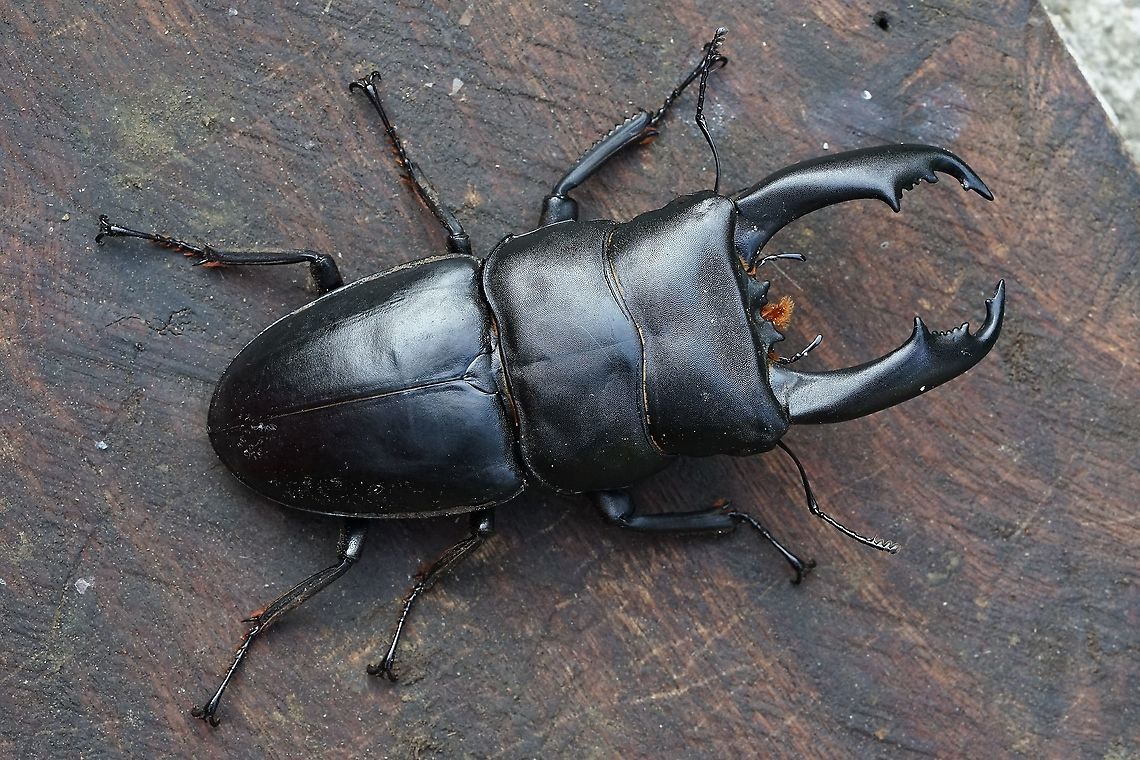 Serrognathus typhon (Boileau, 1905) Quite a big species, 95 mm long including mandibles.<br />
Post edit: the name of this beetle as changed, according to the Catalog of life, it is now named Serrognathus typhon (Boileau, 1905) Dorcus titanus,Geotagged,Philippines,Winter,dorcus titanus,lucanidae