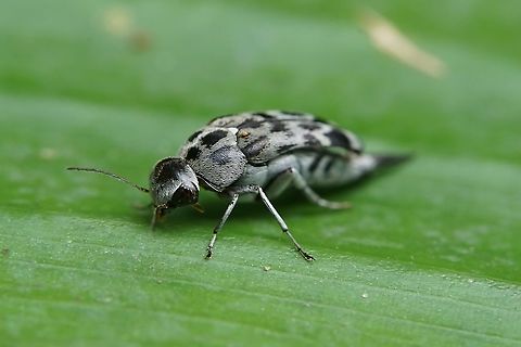 Glipa sp. 10mm long Geotagged,Mordellidae,Philippines,Winter