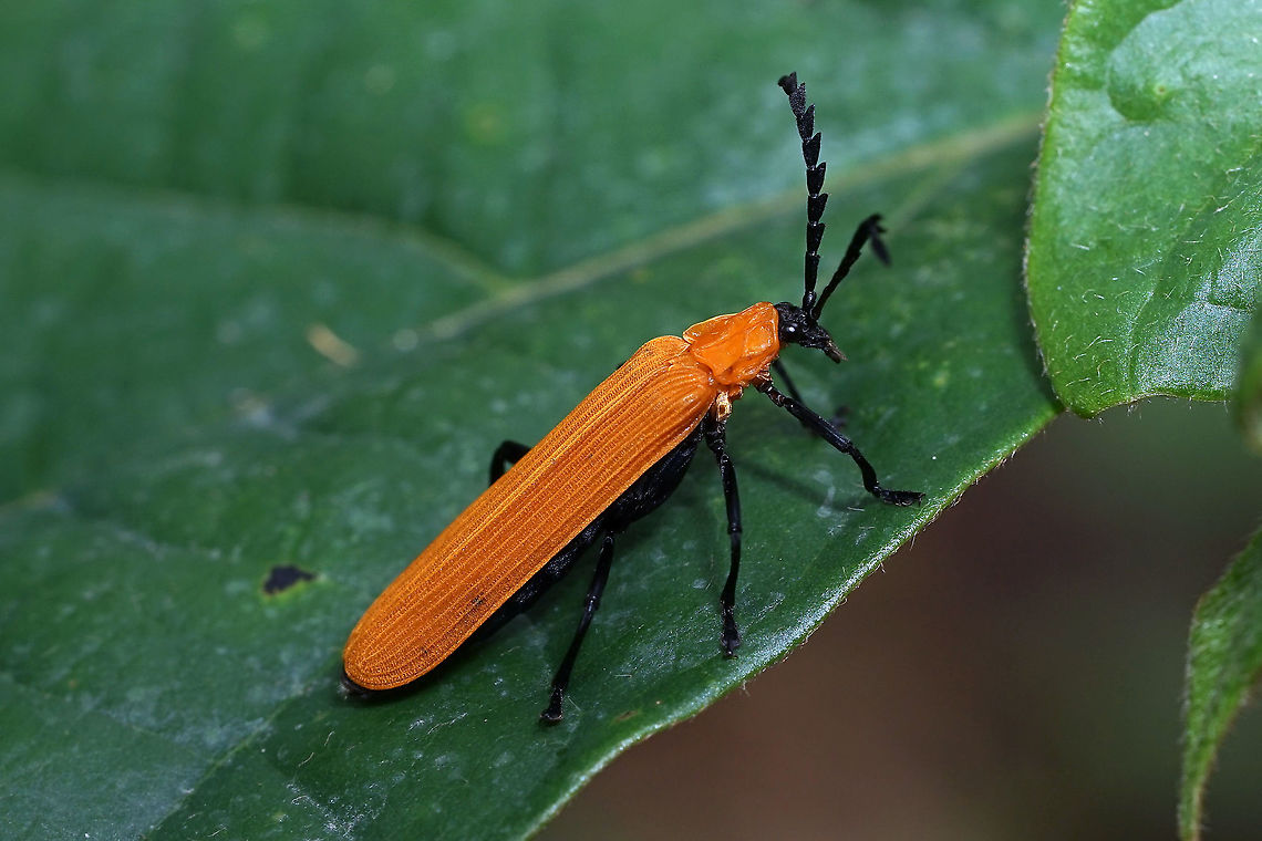 Lycidae 20 to 25 mm long.<br />
 Geotagged,Lycid Beetle,Lycidae,Philippines,Winter