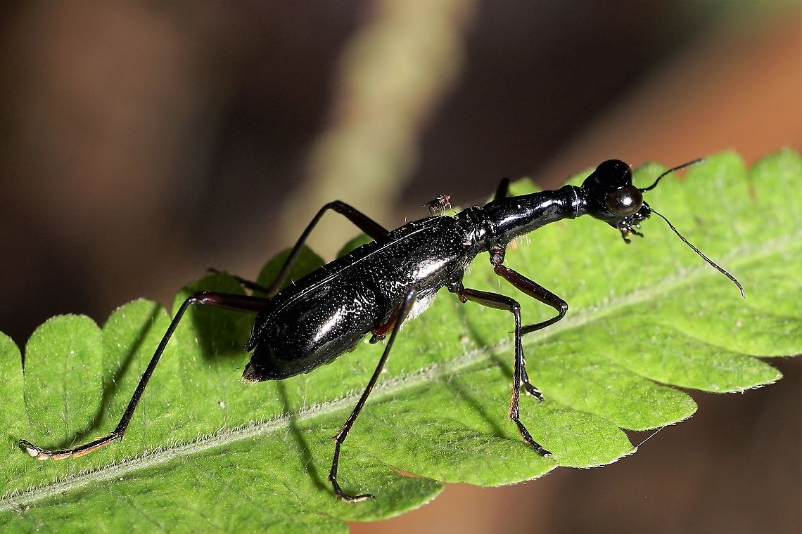 Collyris sp. 22mm long, carrying stowaway Cicindelinae,Geotagged,Philippines,Tiger Beetle,Winter