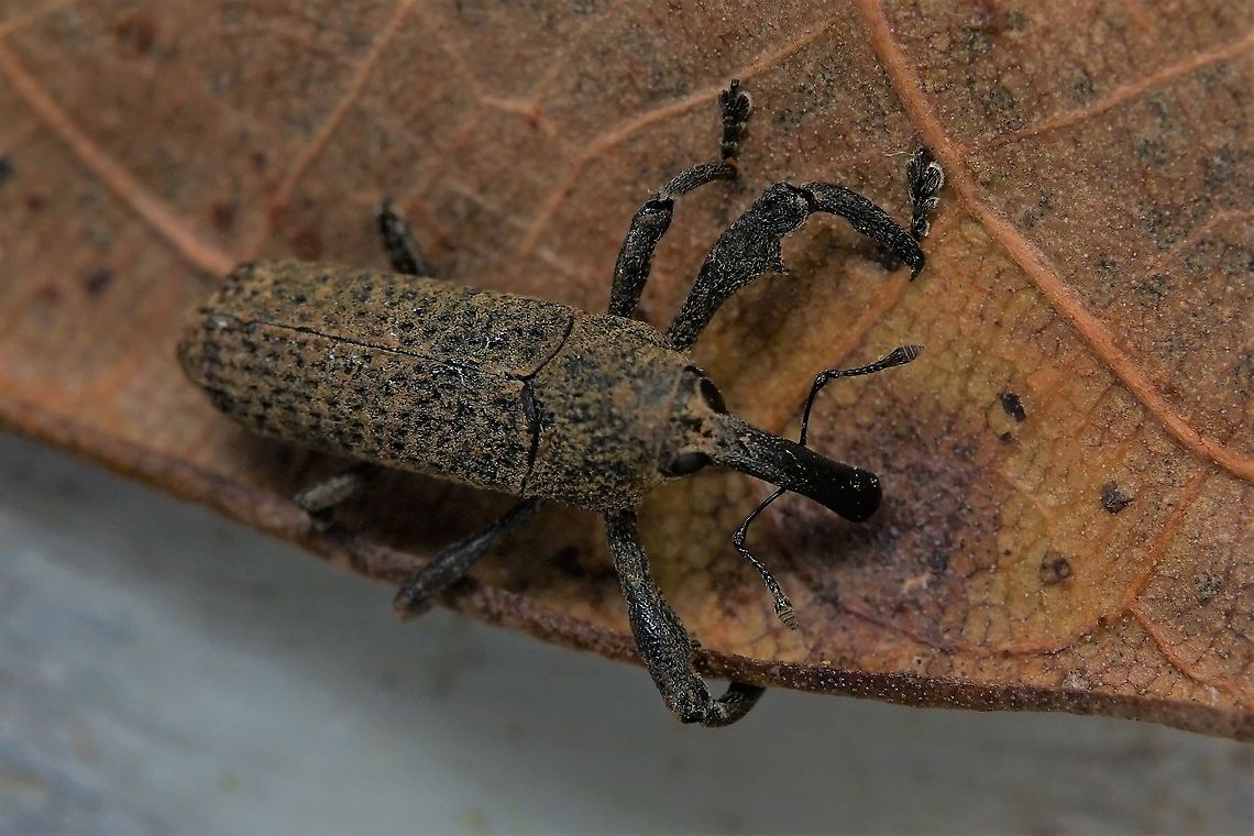 Cylindralcides sp ? 9mm long Geotagged,Molytinae,Philippines,Winter,weevil