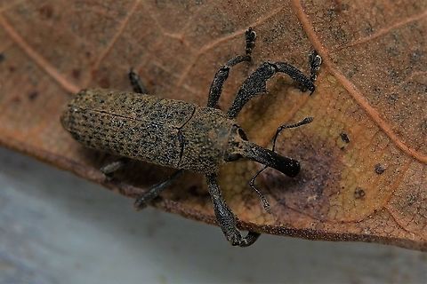 Cylindralcides sp ? 9mm long Geotagged,Molytinae,Philippines,Winter,weevil