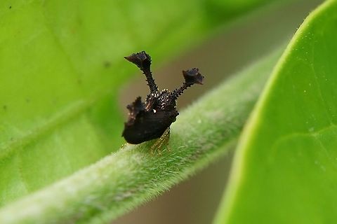Centrochares horrificus Westwood, 1837 3 mm long, with plenty spines Centrochares horrificus,Geotagged,Philippines,Winter,membracidae