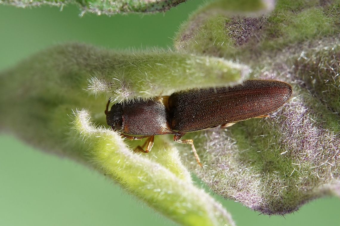 Doll eyed Elateridae On eggplant shoot, 13mm long Geotagged,Philippines,Winter,elateridae