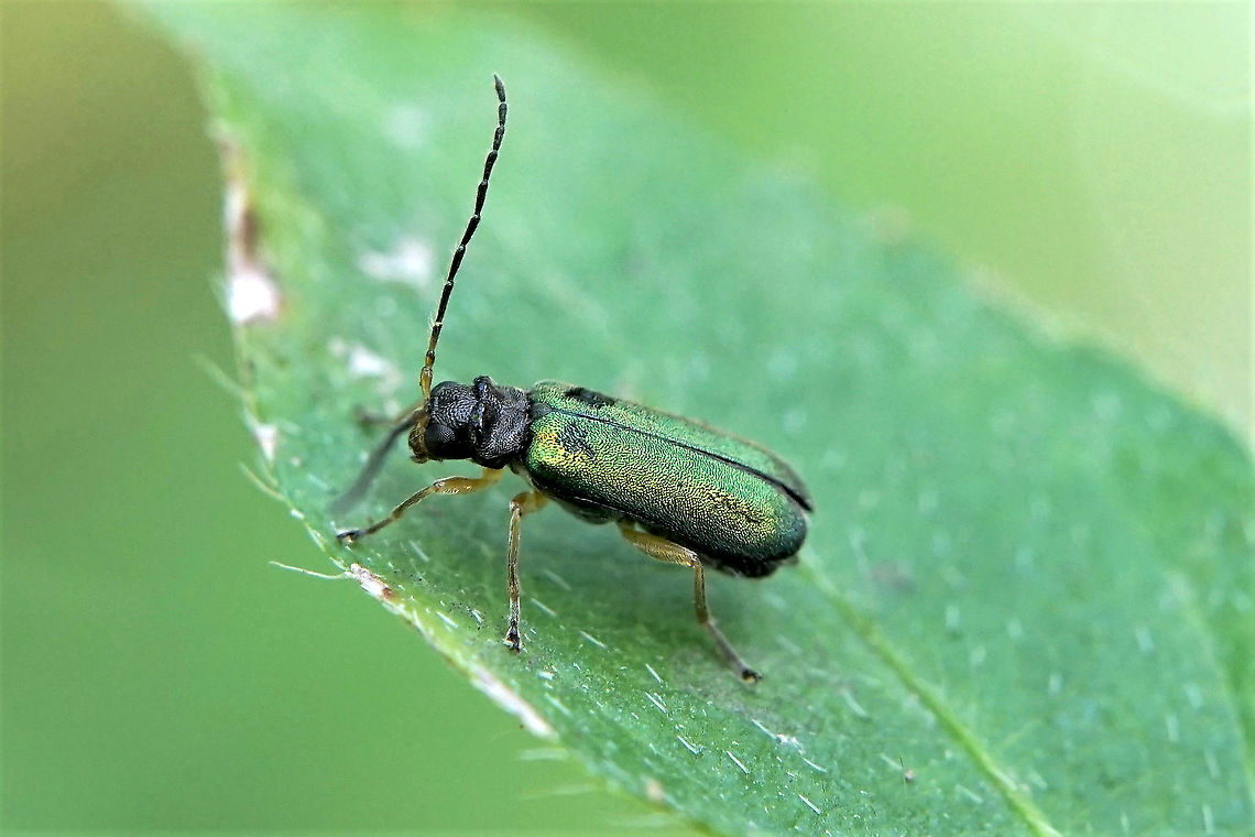 Apophylia sp. Leaf beetle sprinkled with star dust<br />
7mm long, Galerucinae familly.<br />
Do not hesitate to propose a genus for this unidentifed species... Chrysomelidae,Galerucinae,Geotagged,Philippines,Winter