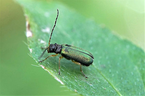 Apophylia sp. Leaf beetle sprinkled with star dust
7mm long, Galerucinae familly.
Do not hesitate to propose a genus for this unidentifed species... Chrysomelidae,Galerucinae,Geotagged,Philippines,Winter