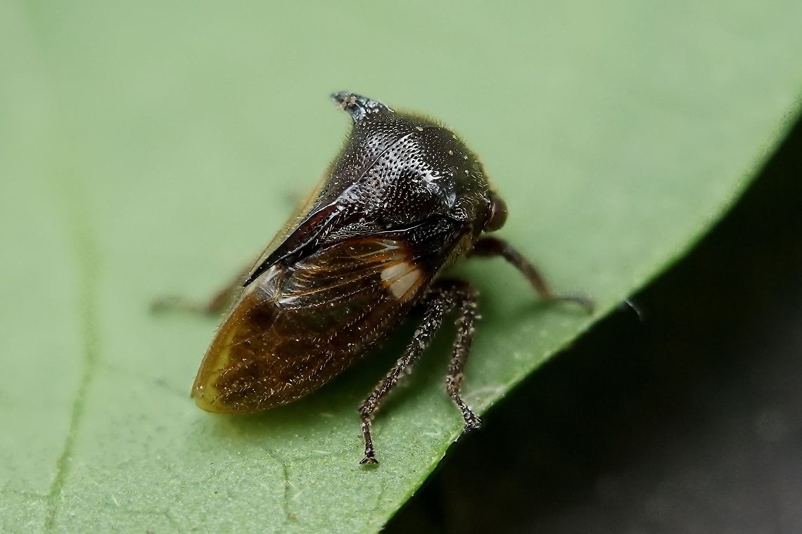Tricentrus sp ? 4 mm long tree hopper Centrotinae,Gargarini,Geotagged,Philippines,Winter,membracidae