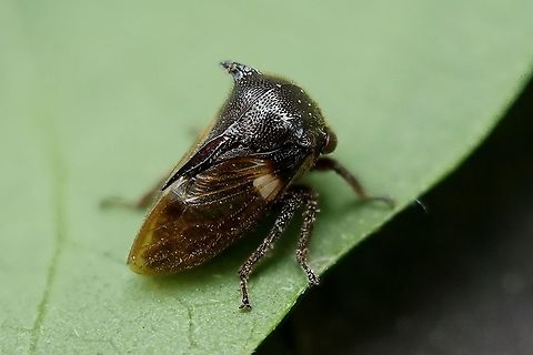 Tricentrus sp ? 4 mm long tree hopper Centrotinae,Gargarini,Geotagged,Philippines,Winter,membracidae