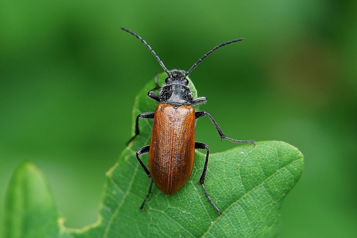Omophlus lepturoides (Fabricius, 1787) 14 mm long, on on oak leaf France,Geotagged,Omophlus lepturoides,Spring,Tenebrionidae