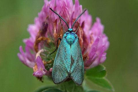 Jordanita sp. 15 mm long France,Geotagged,Spring,Zygaenidae