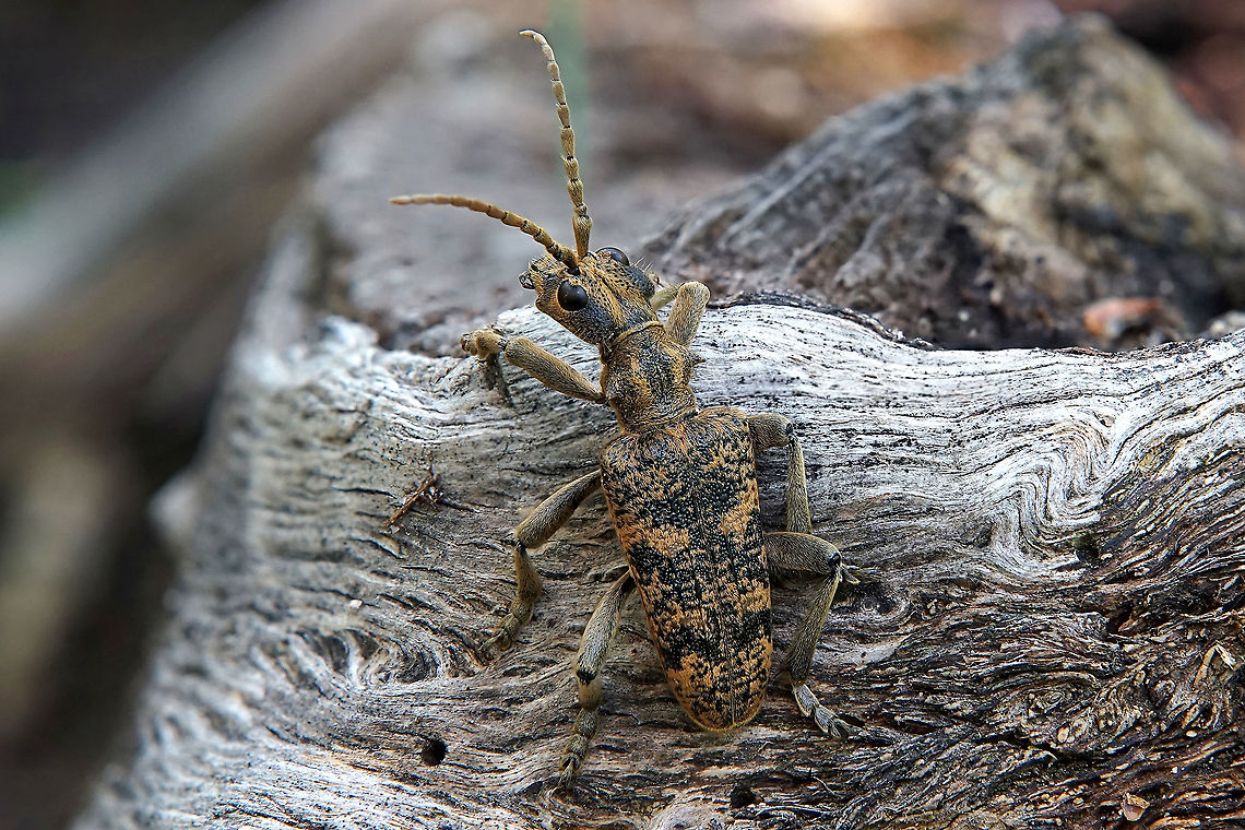 Rhagium sycophanta (Schrank, 1781) 25 mm long, in oak tree forest France,Geotagged,Rhagium sycophanta,Spring,cerambycidae,rhagium sycophanta