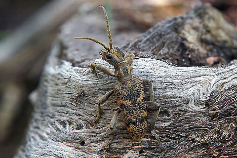 Rhagium sycophanta (Schrank, 1781) 25 mm long, in oak tree forest France,Geotagged,Rhagium sycophanta,Spring,cerambycidae,rhagium sycophanta
