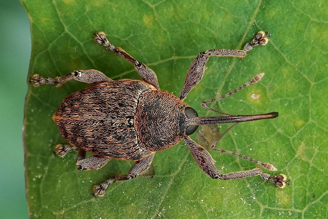 Curculio glandium Marsham, 1802 4.8 mm long (excluding rostrum), in oak tree forest Acorn weevil,Curculio glandium,Curculioninae,France,Geotagged,Spring