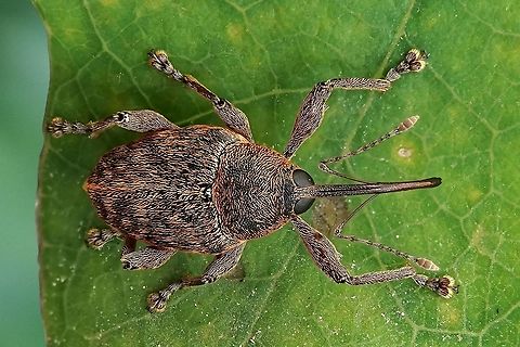 Curculio glandium Marsham, 1802 4.8 mm long (excluding rostrum), in oak tree forest Acorn weevil,Curculio glandium,Curculioninae,France,Geotagged,Spring