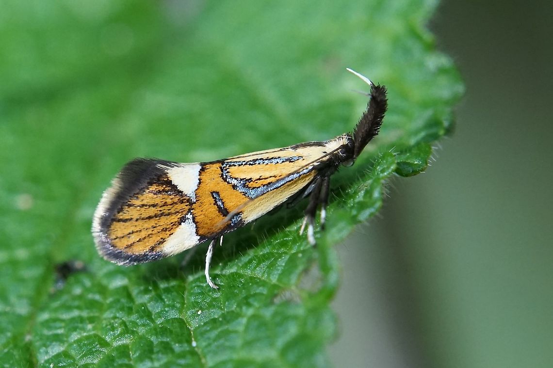 Alabonia geoffrella (Linnaeus, 1767) 12 mm long Alabonia geoffrella,Lepidoptera,Oecophoridae,alabonia geoffrella