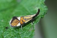 Alabonia geoffrella (Linnaeus, 1767) 12 mm long Alabonia geoffrella,Lepidoptera,Oecophoridae,alabonia geoffrella