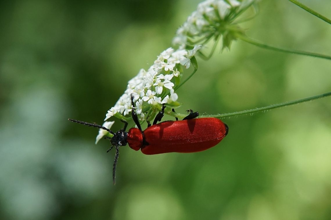 Pyrochroa coccinea (Linnaeus,1760) 16 mm long Cardinal beetle,France,Geotagged,Pyrochroa coccinea,Spring