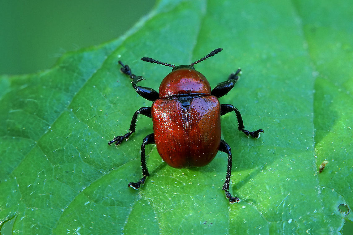 Attelabus nitens (Scopoli,_1763) 6 mm long Attelabus nitens,France,Geotagged,Oak roller weevil,Spring