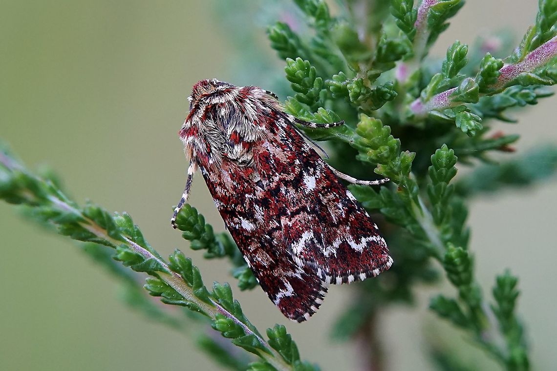 Anarta myrtilli (Linnaeus,1761) 16 mm long Anarta myrtilli,France,Geotagged,Spring