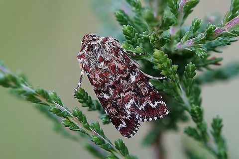Anarta myrtilli (Linnaeus,1761) 16 mm long Anarta myrtilli,France,Geotagged,Spring