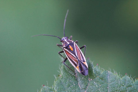 Horistus orientalis (Gmelin, 1790) 6 mm long France,Geotagged,Horistus orientalis,Miridae,Spring,heteroptera