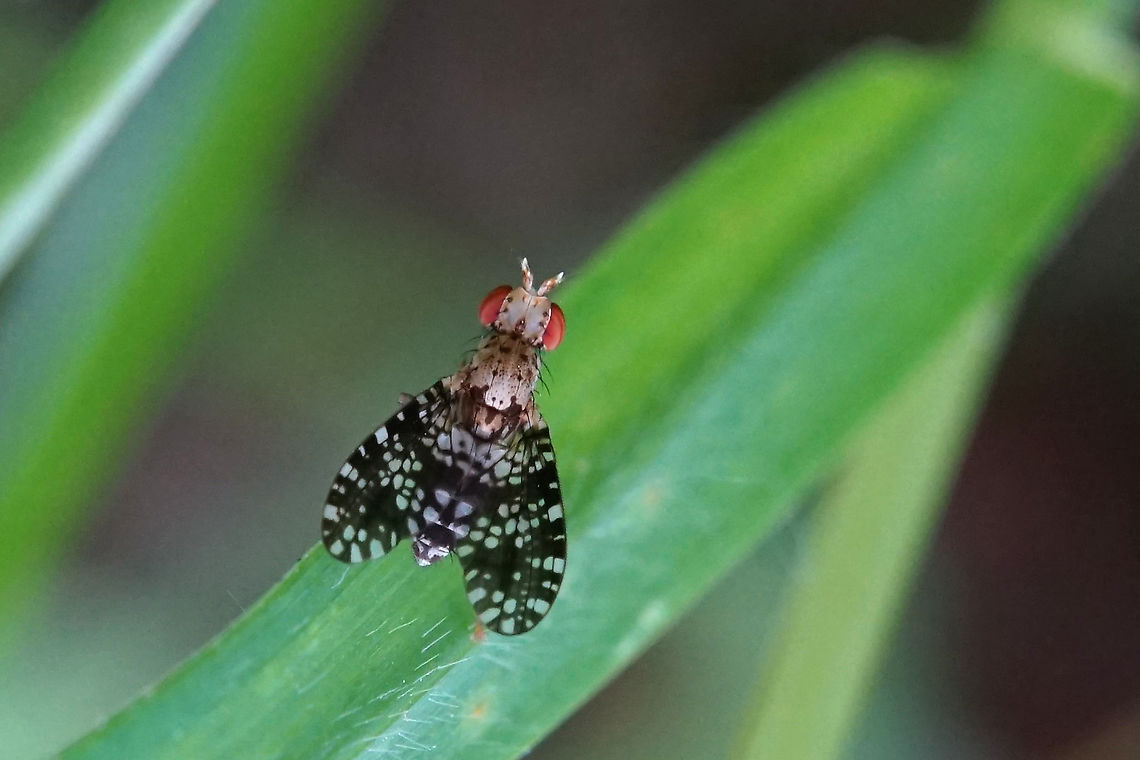 Trypetoptera punctulata (Scopoli, 1763) 4 mm long Diptera,France,Geotagged,Sciomyzidae,Spring,Trypetoptera punctulata