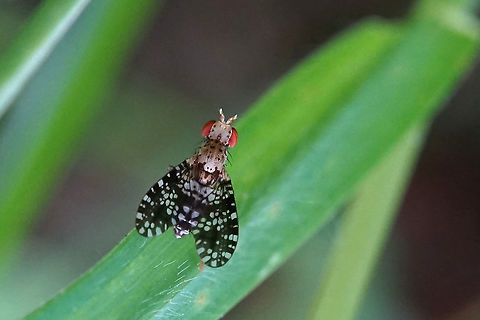 Trypetoptera punctulata (Scopoli, 1763) 4 mm long Diptera,France,Geotagged,Sciomyzidae,Spring,Trypetoptera punctulata
