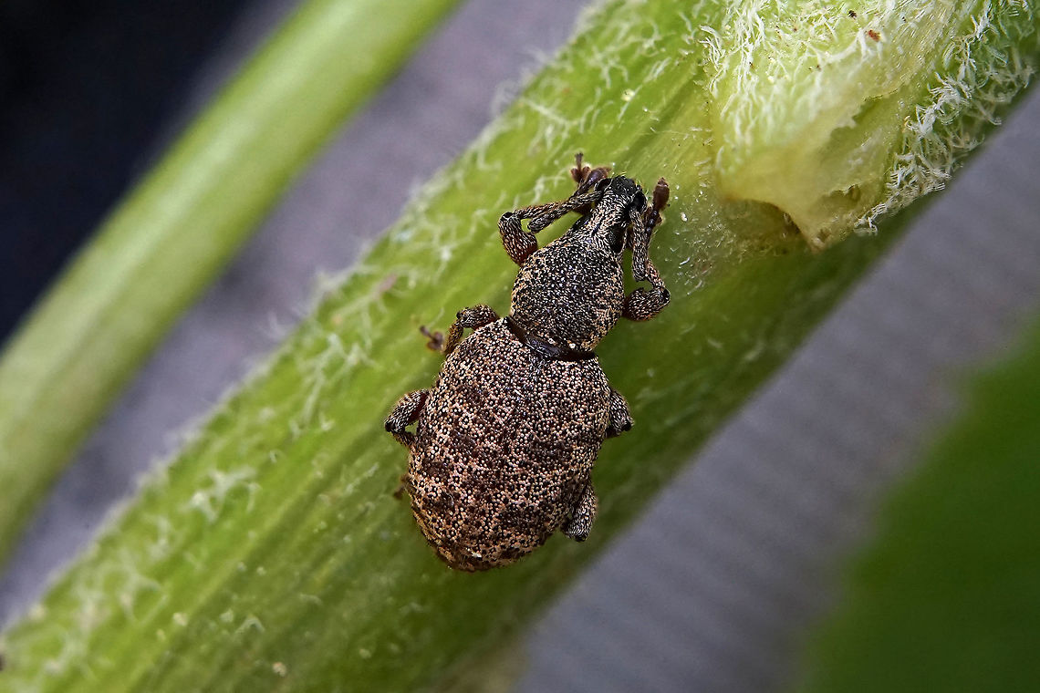 Otiorhynchus (Metopiorrhynchus) singularis (Linnaeus, 1767) 8 mm long, &quot;sleeping&quot; during the day (nocturnal beetle) Curculioninae,France,Geotagged,Otiorhynchus singularis,Spring