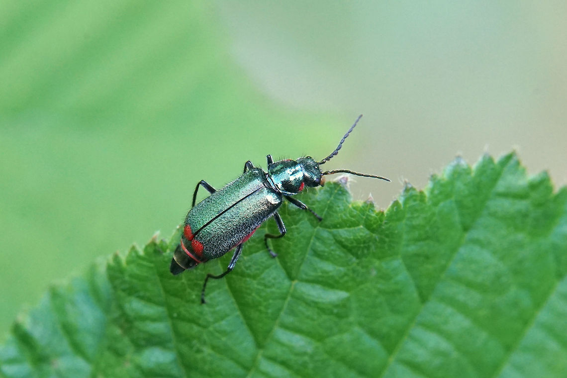 Malachius bipustulatus (Linnaeus, 1758) 11 mm long France,Geotagged,Malachiinae,Malachite beetle,Malachius bipustulatus,Spring