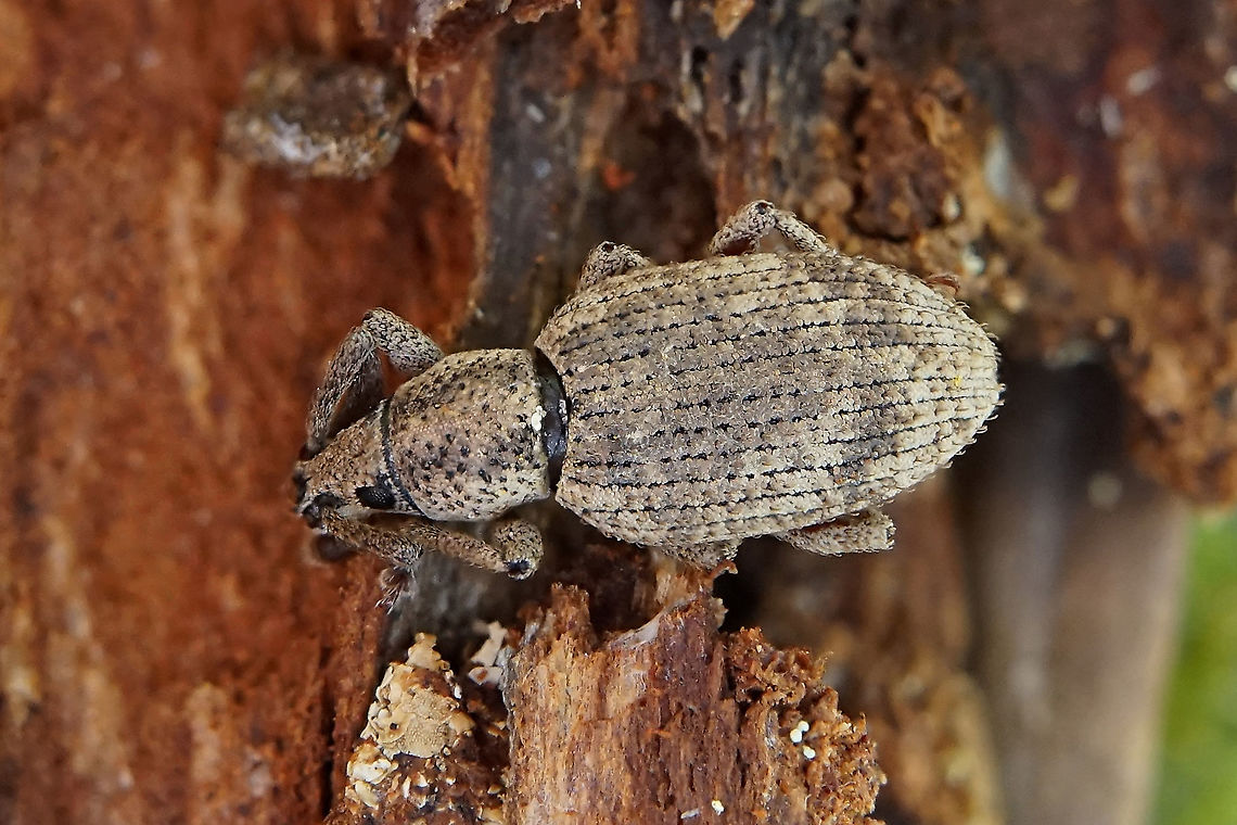 Simo hirticornis (Herbst,1795) 6 mm long, found slipping, hidden behind a fir bark France,Geotagged,Peritelini,Simo hirticornis,Spring