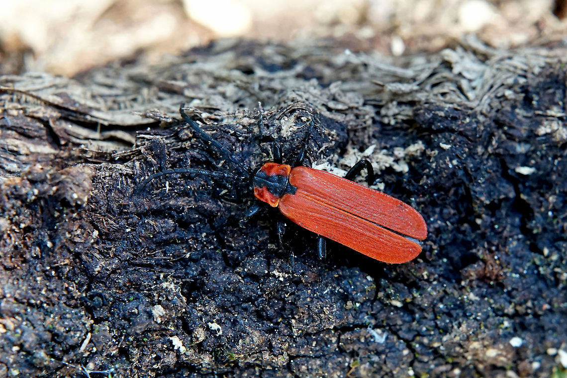 Lygistopterus sanguineus (Linnaeus, 1758) 10 mm long, behind rotten oak bark France,Geotagged,Lycidae,Lygistopterus sanguineus,Spring