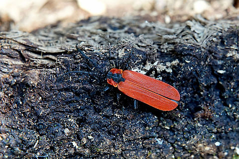 Lygistopterus sanguineus (Linnaeus, 1758) 10 mm long, behind rotten oak bark France,Geotagged,Lycidae,Lygistopterus sanguineus,Spring