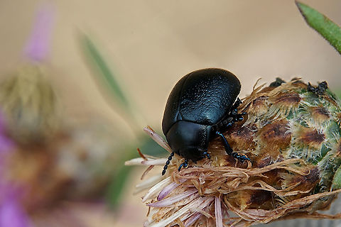 Chrysolina fuliginosa (Olivier, 1807) 9 mm long, the adult was still missing in the gallery Chrysolina fuliginosa,Chrysomelidae,France,Geotagged,Spring