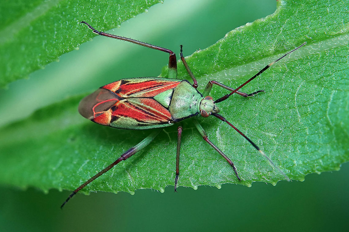 Actinonotus pulcher (Herrich-Schäffer, 1835) 11 mm long.<br />
Do anyone know how to disable the &quot;rendering effect&quot; (used while uploading) which is supposed to enhance the photo ? <br />
The result is &quot;too much&quot; ! Actinonotus pulcher,France,Geotagged,Spring,heteroptera
