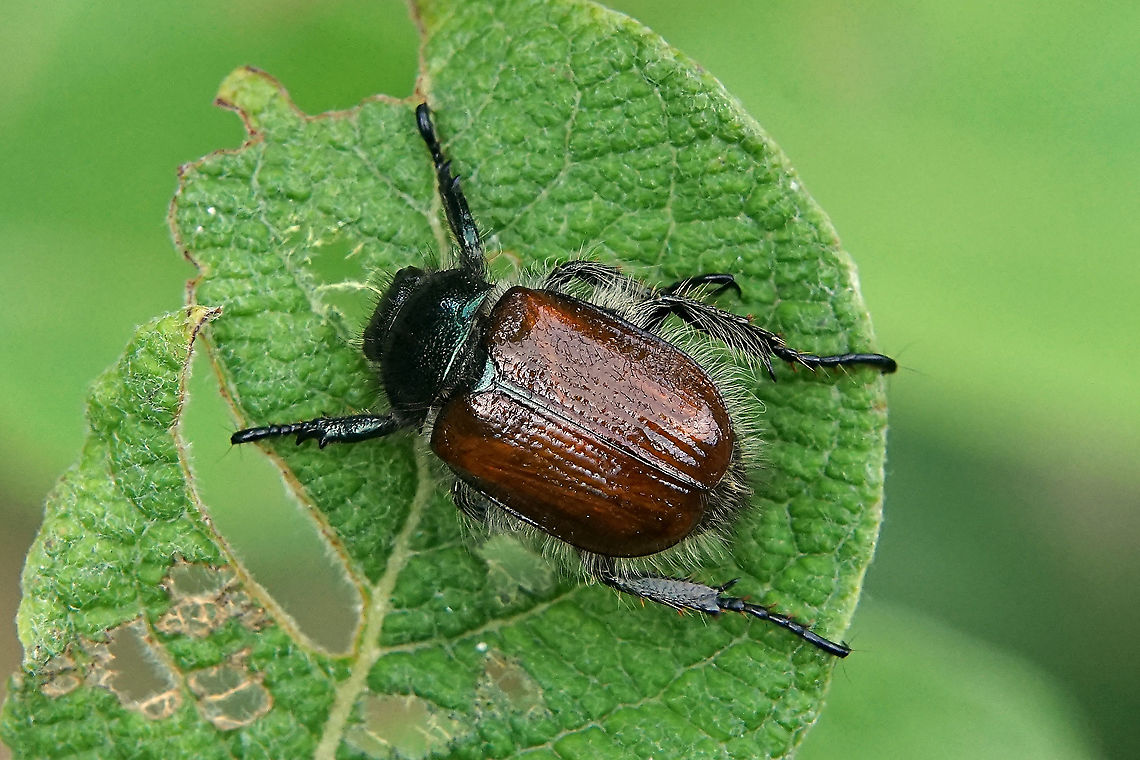 Phyllopertha horticola (Linnaeus, 1758) Shiny Rutelinae, 10/11 mm long   France,Garden chafer,Geotagged,Phyllopertha Horticola,Scarabaeidae,Spring