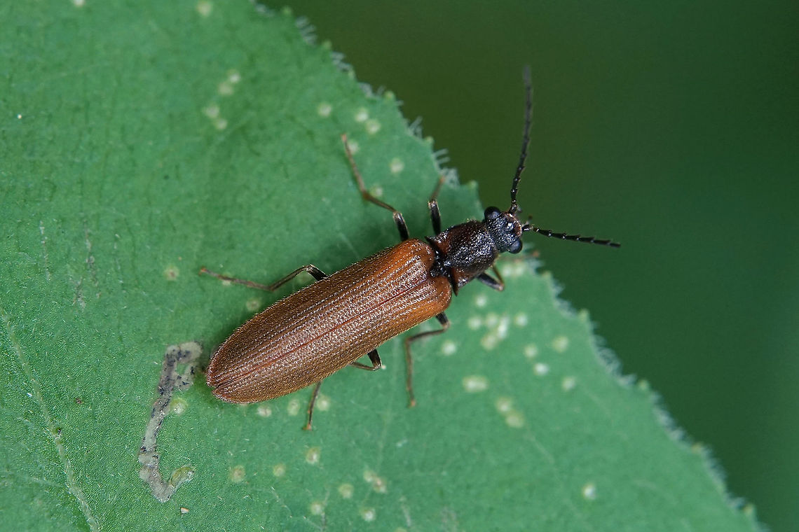 Denticollis linearis (Linnaeus, 1758) 13 mm long elaleridae Denticollis linearis,France,Geotagged,Spring