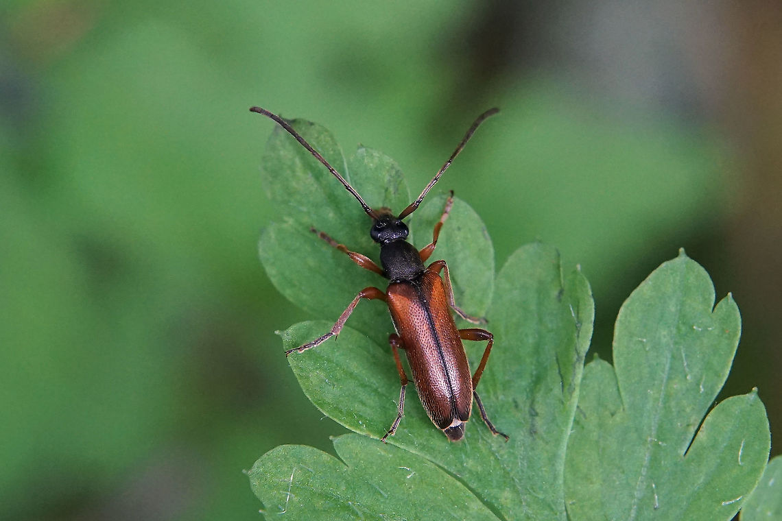 Alosterna tabacicolor (De Geer, 1775) 9 mm long Alosterna tabacicolor,France,Geotagged,Spring,cerambycidae