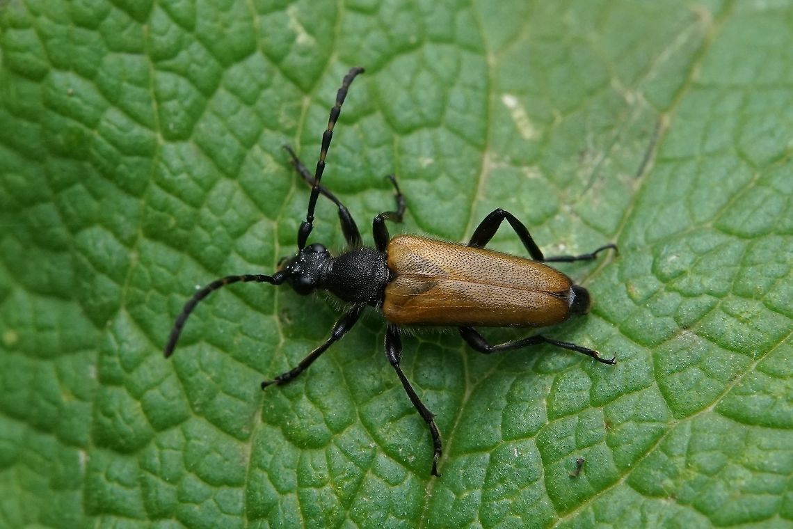 Stictoleptura hybrida (Rey, 1885) 13 mm long France,Geotagged,Paracorymbia hybrida,Spring,cerambycidae