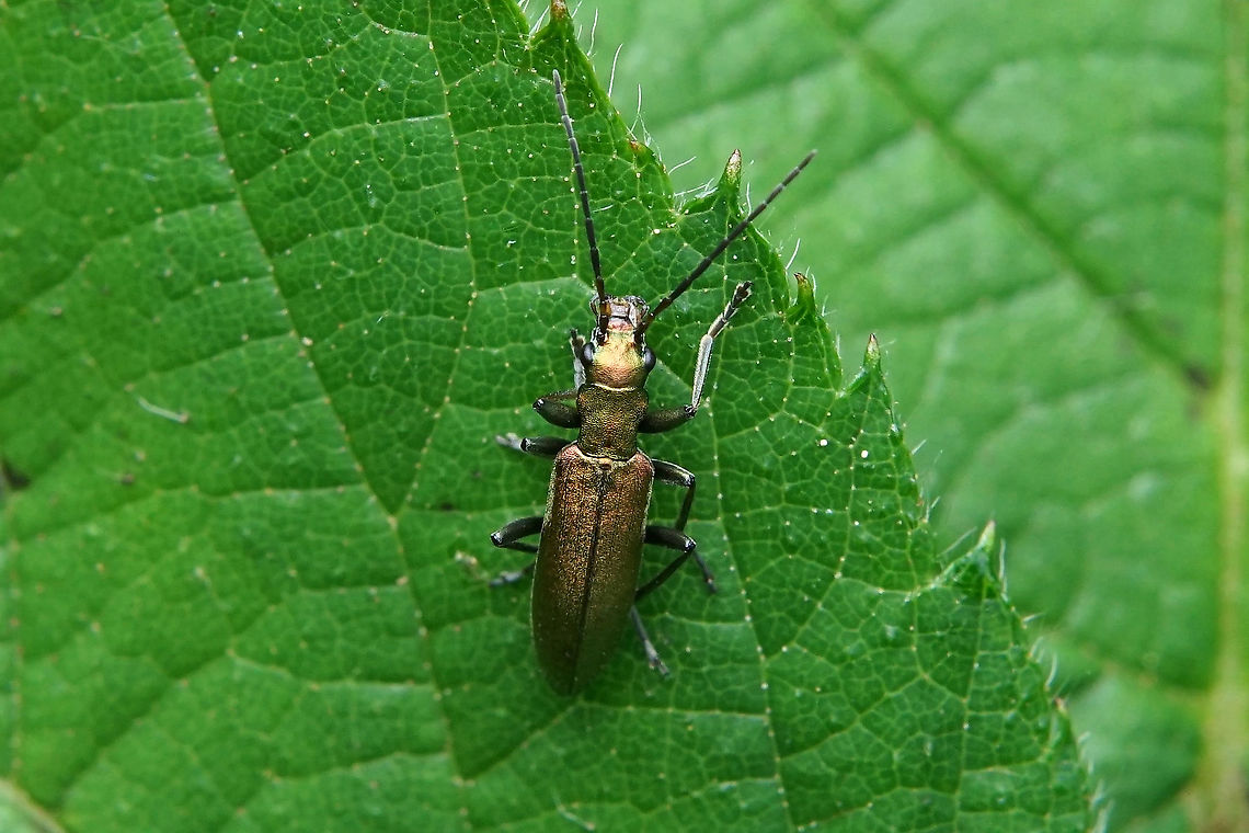 Chrysanthia viridissima (Linnaeus, 1758) 13 mm long Chrysanthia viridissima,France,Geotagged,Oedemeridae,Spring