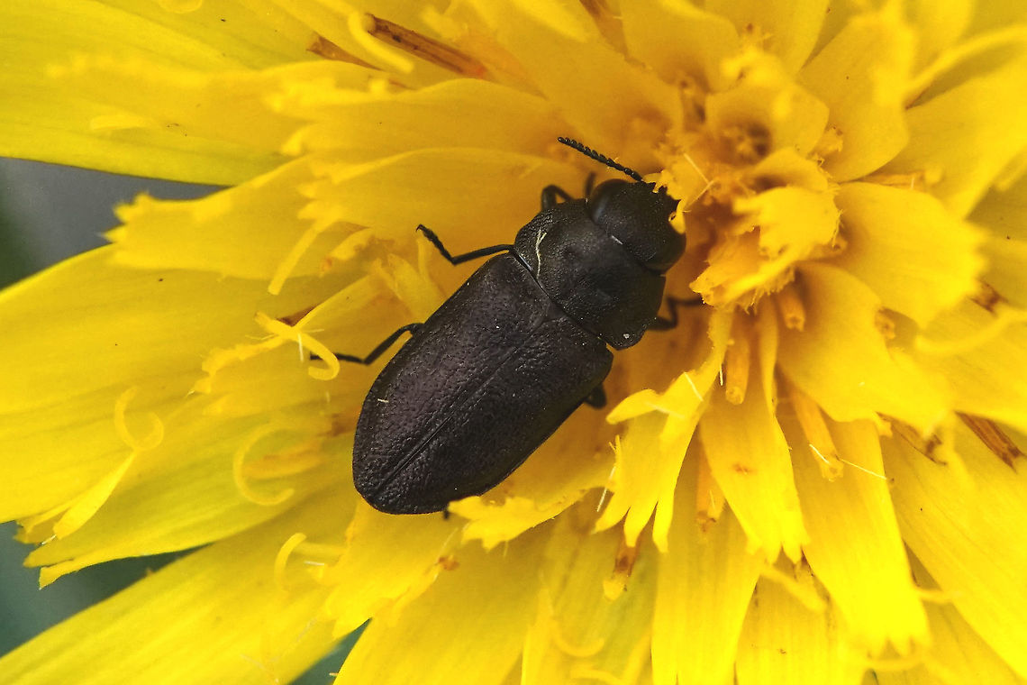 Anthaxia godeti Gory Laporte de Castelnau, 1839 7 mm long Anthaxia godeti,Buprestidae,France,Geotagged,Spring